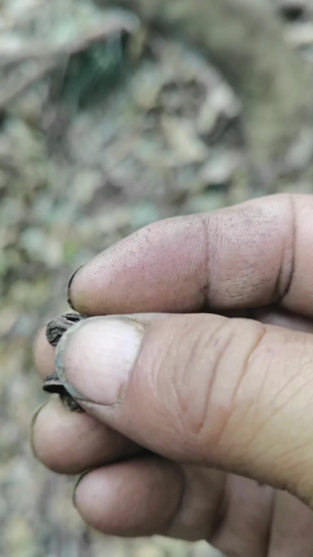 鸡肾果树,野鸭椿