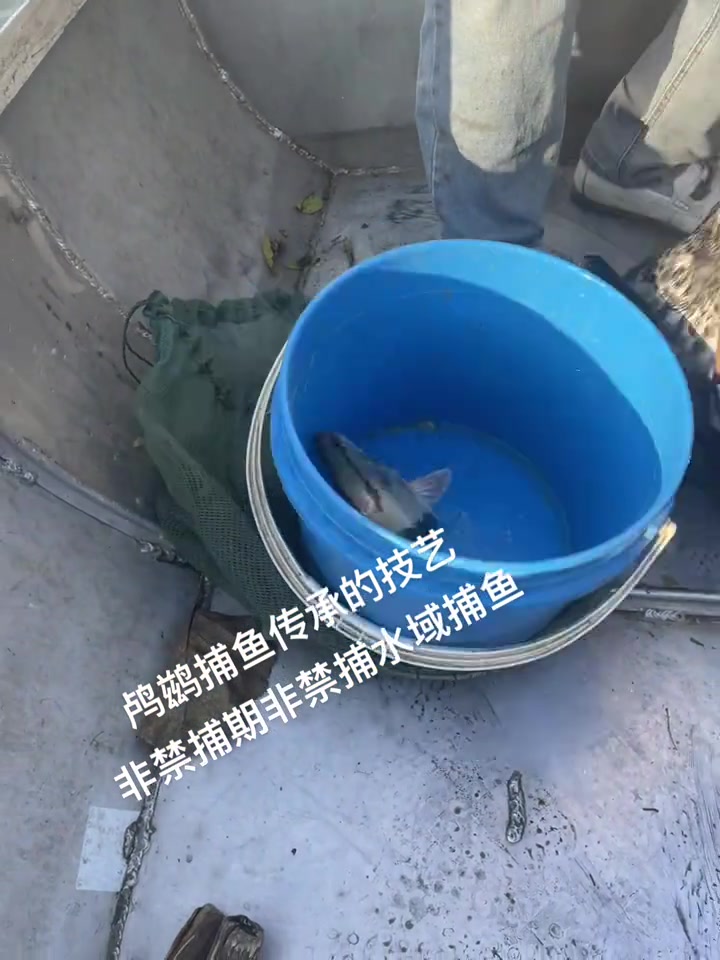 漂亮今天这一条大桂鱼怎么样