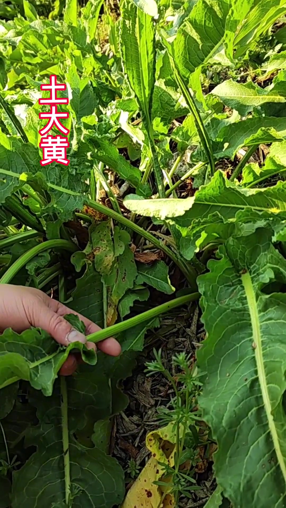 土大黄别名野菠菜中药本草
