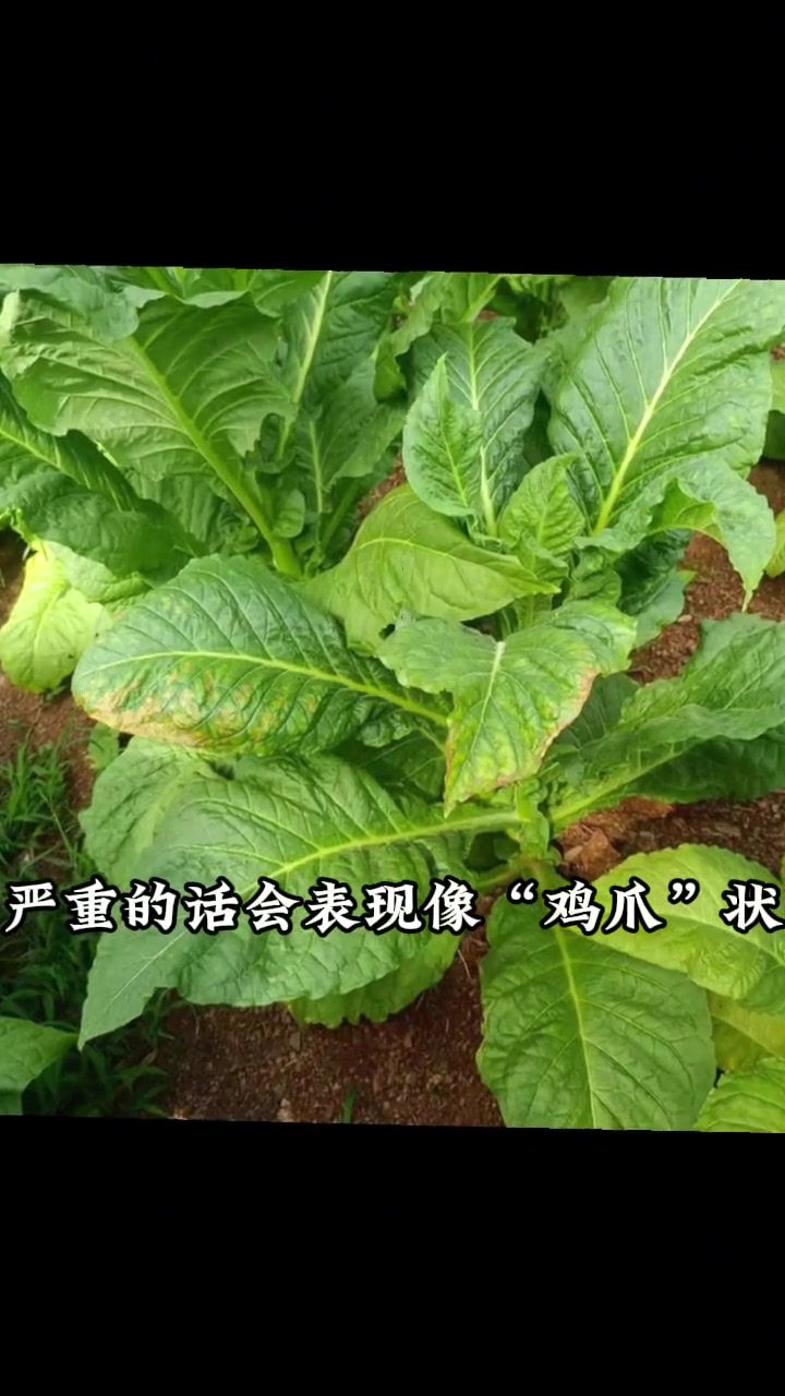 缺钾?还是根结线虫病?