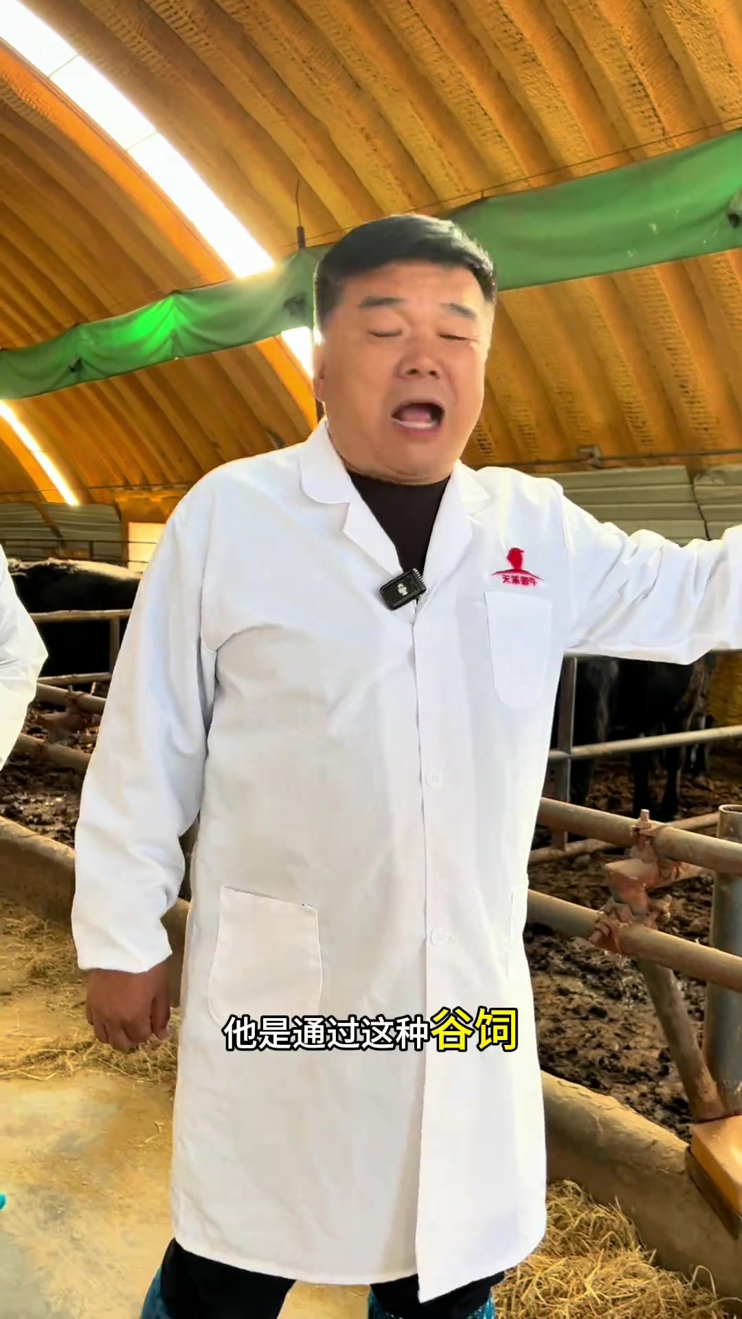 杂交优势生产雪花牛肉畜牧业
