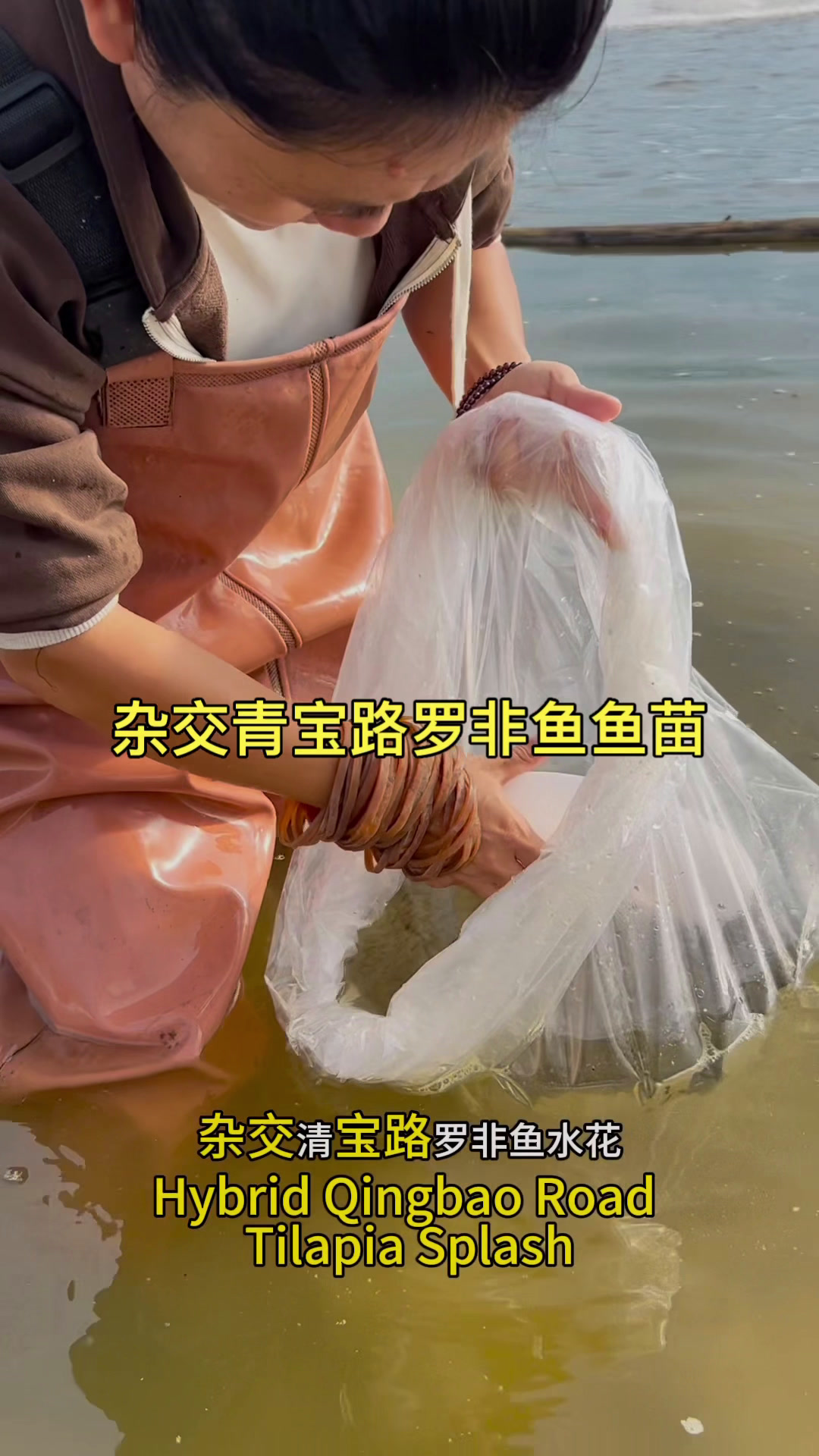 杂交青宝路罗非鱼鱼苗