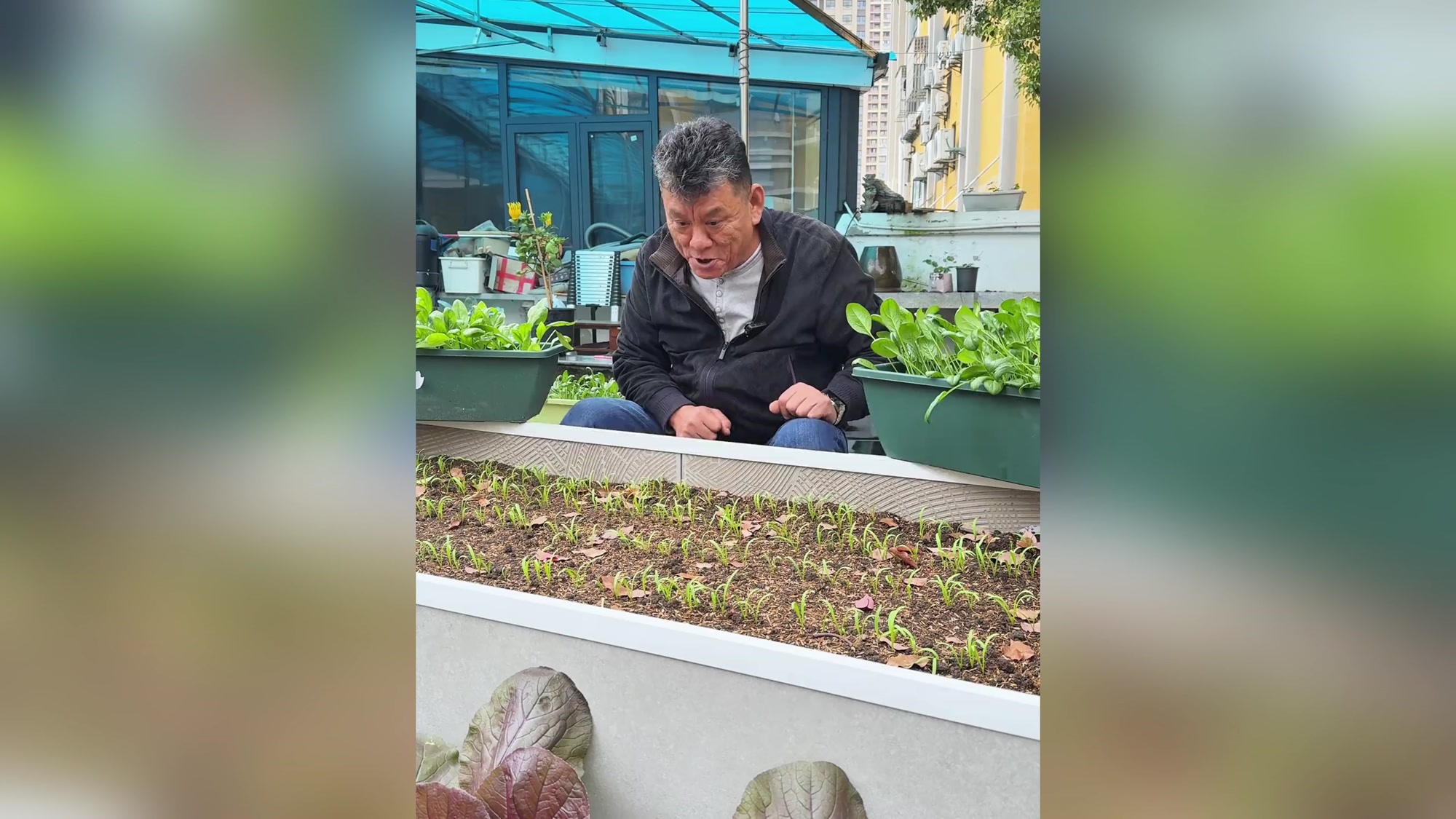种植菠菜叶子发黄怎么办?