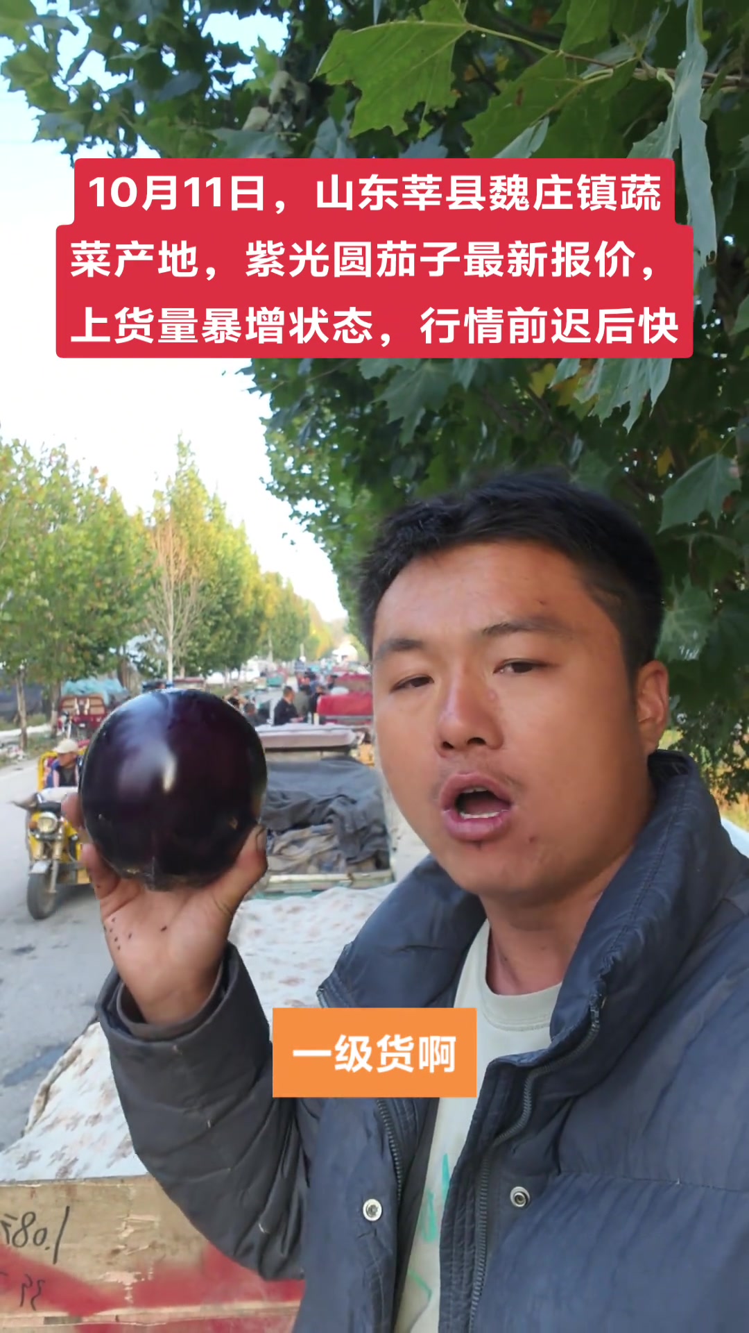 10月11日,山东莘县魏庄镇蔬菜产地,紫光圆茄子最新报价
