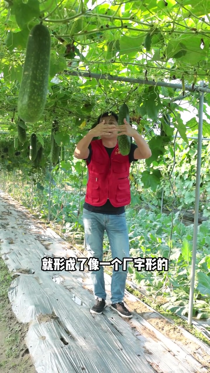 连续两年试种水果节瓜,表现很好,准备明年推广种植