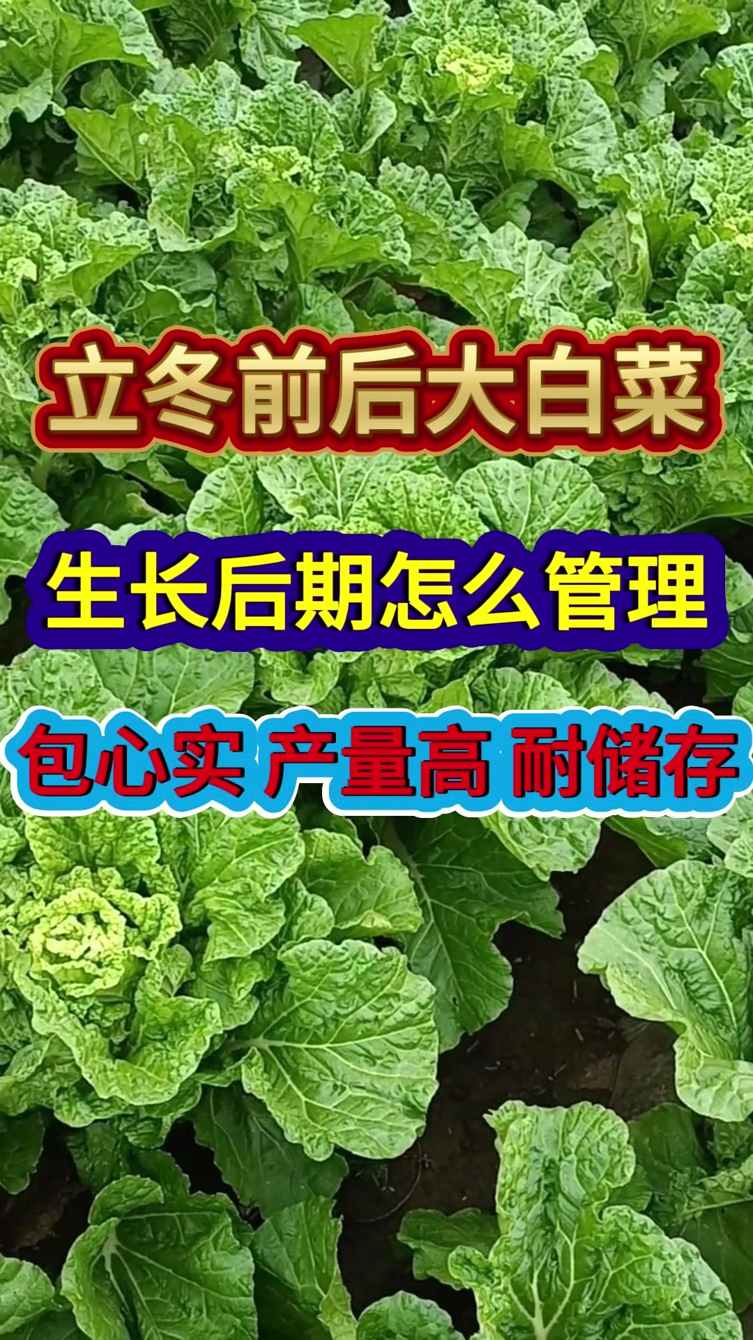 立冬前后大白菜生长后期怎么管理包心实产量高耐储存