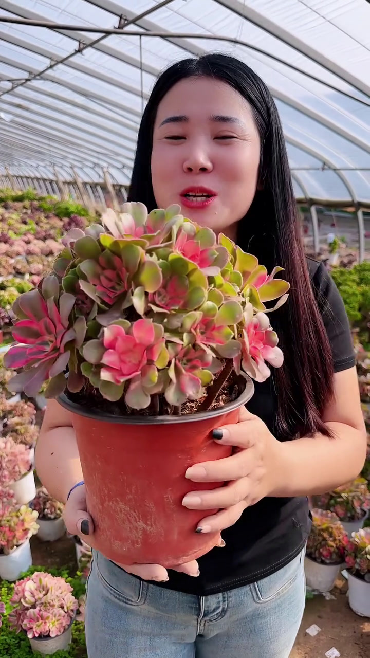香妃是自然锦,一年四季都有不同的状态