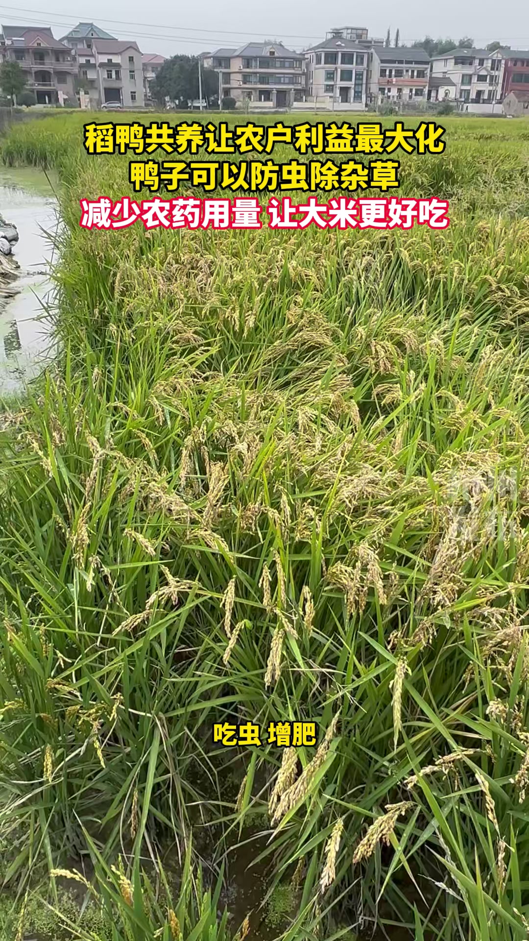 150元/只,早早被订空!杭州人秋天必吃这道菜,你尝了吗