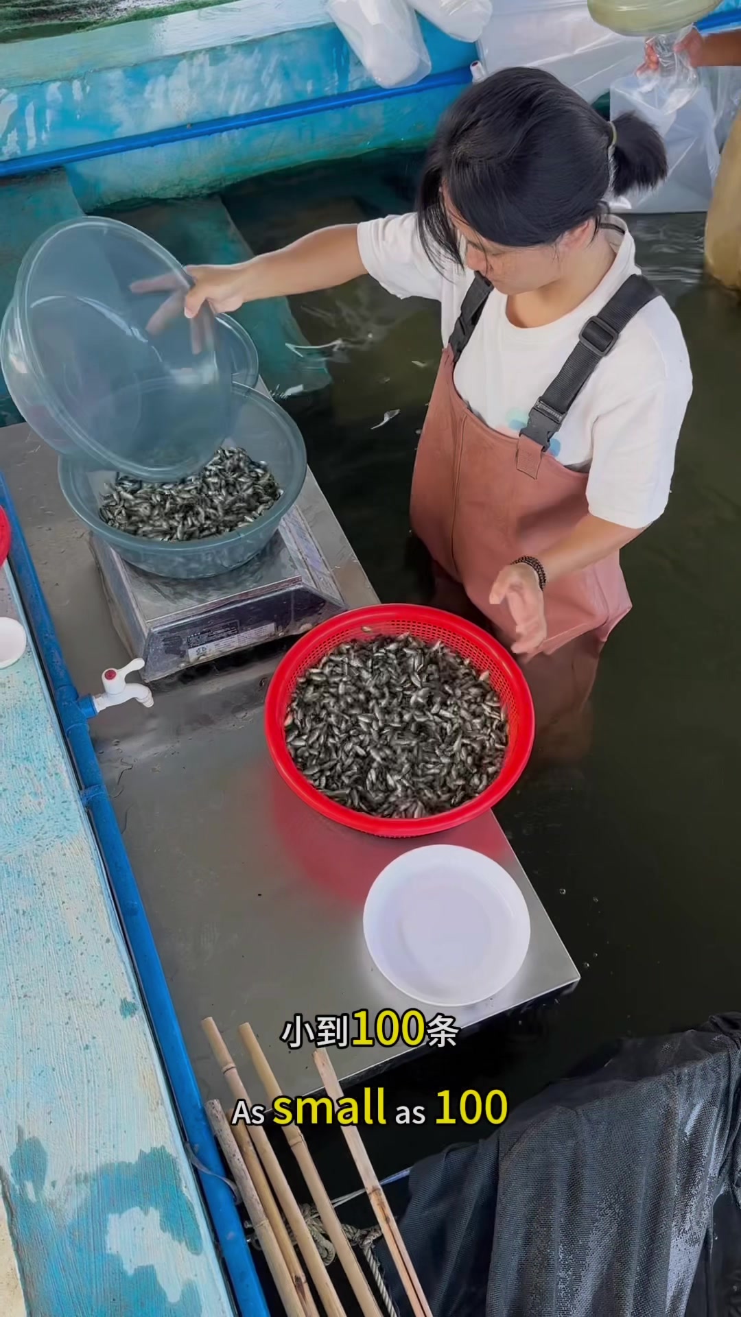 杂交青宝路罗非鱼鱼苗