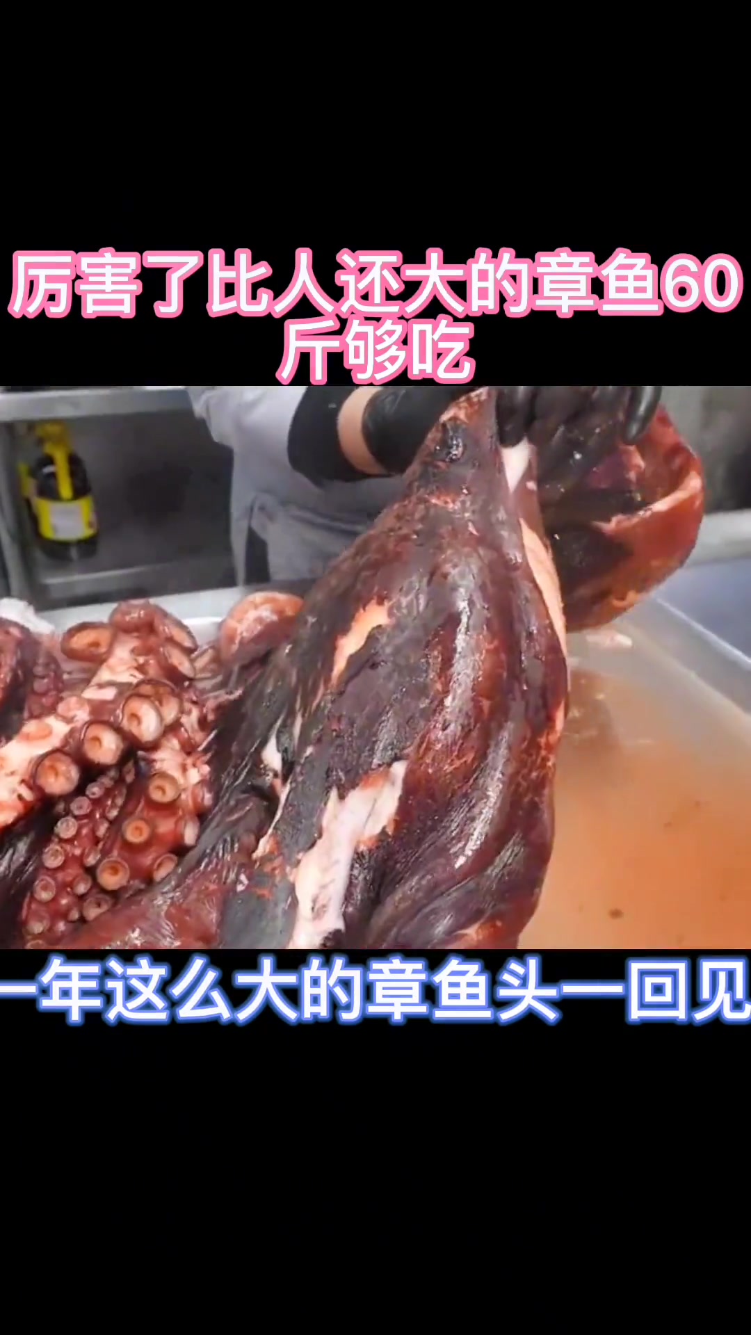 厉害了比人还打的章鱼