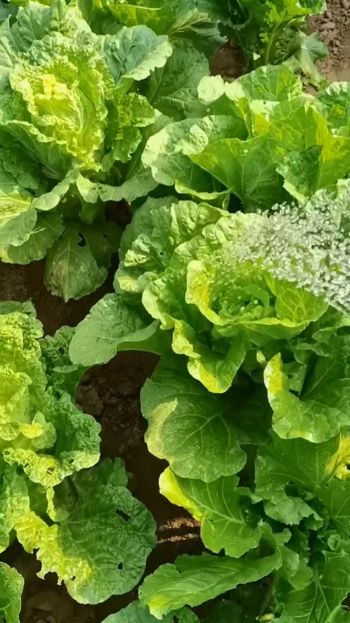 立冬前后大白菜还可以浇水施肥吗