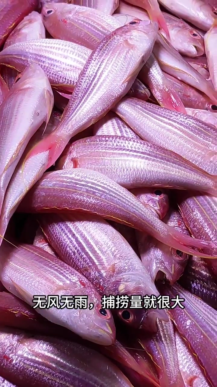 冰鲜鱼价格超低,因海水暖天气