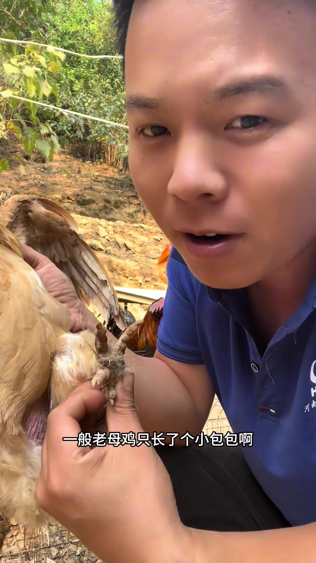 带蹬脚的老母鸡,据说有六年了