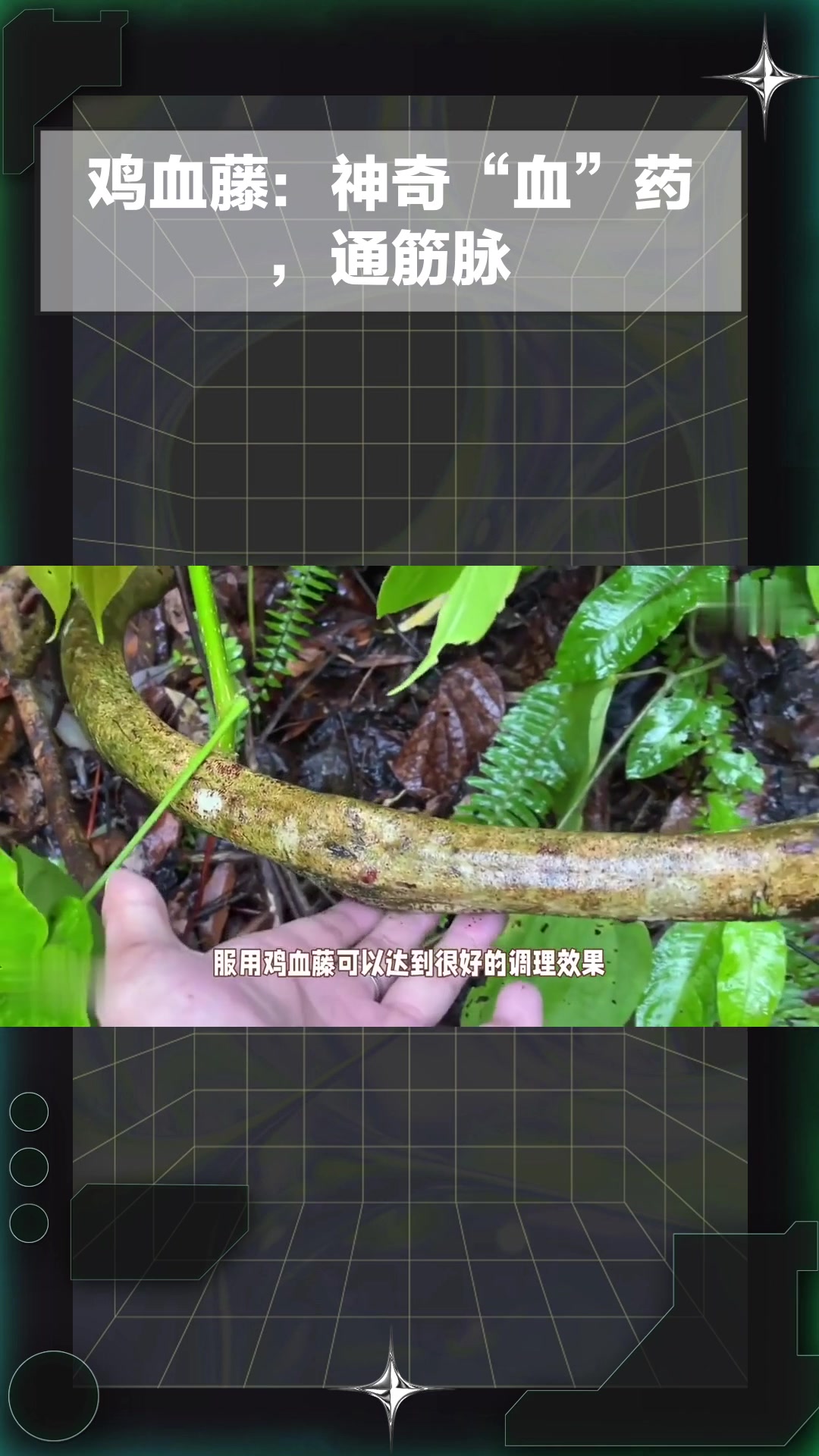 鸡血藤:神奇“血”药,通筋脉
