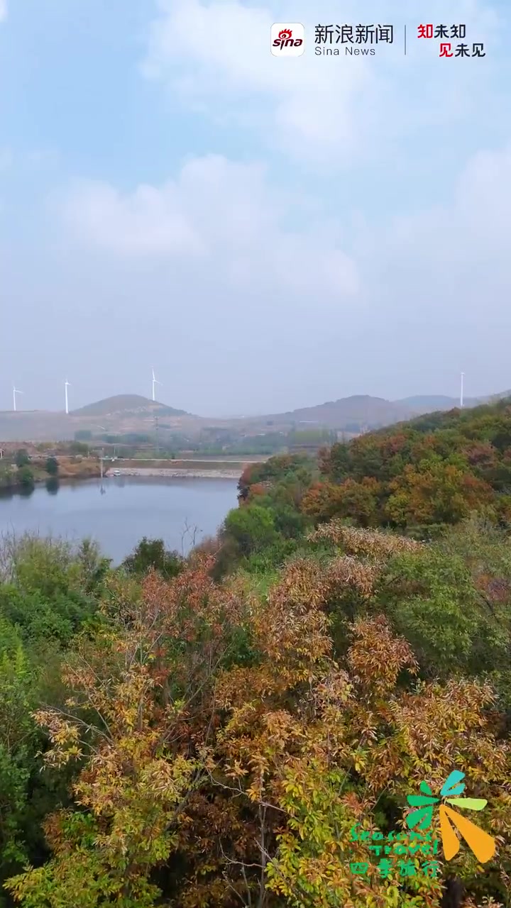 「山东潍坊诸城市:秋色染山梁 步履追风赏叶红」在山东潍坊诸城市的竹山上,秋色如一位巧手画师