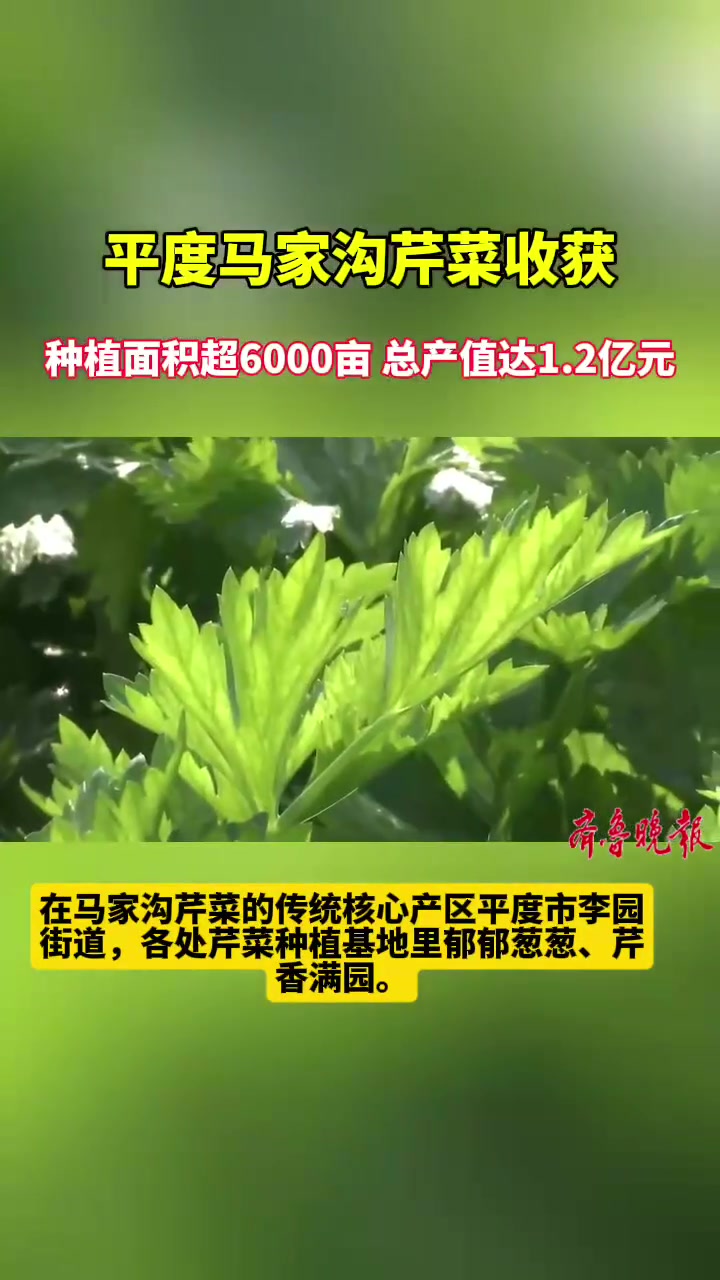 平度马家沟芹菜收获,种植面积超6000亩产值1.2亿元