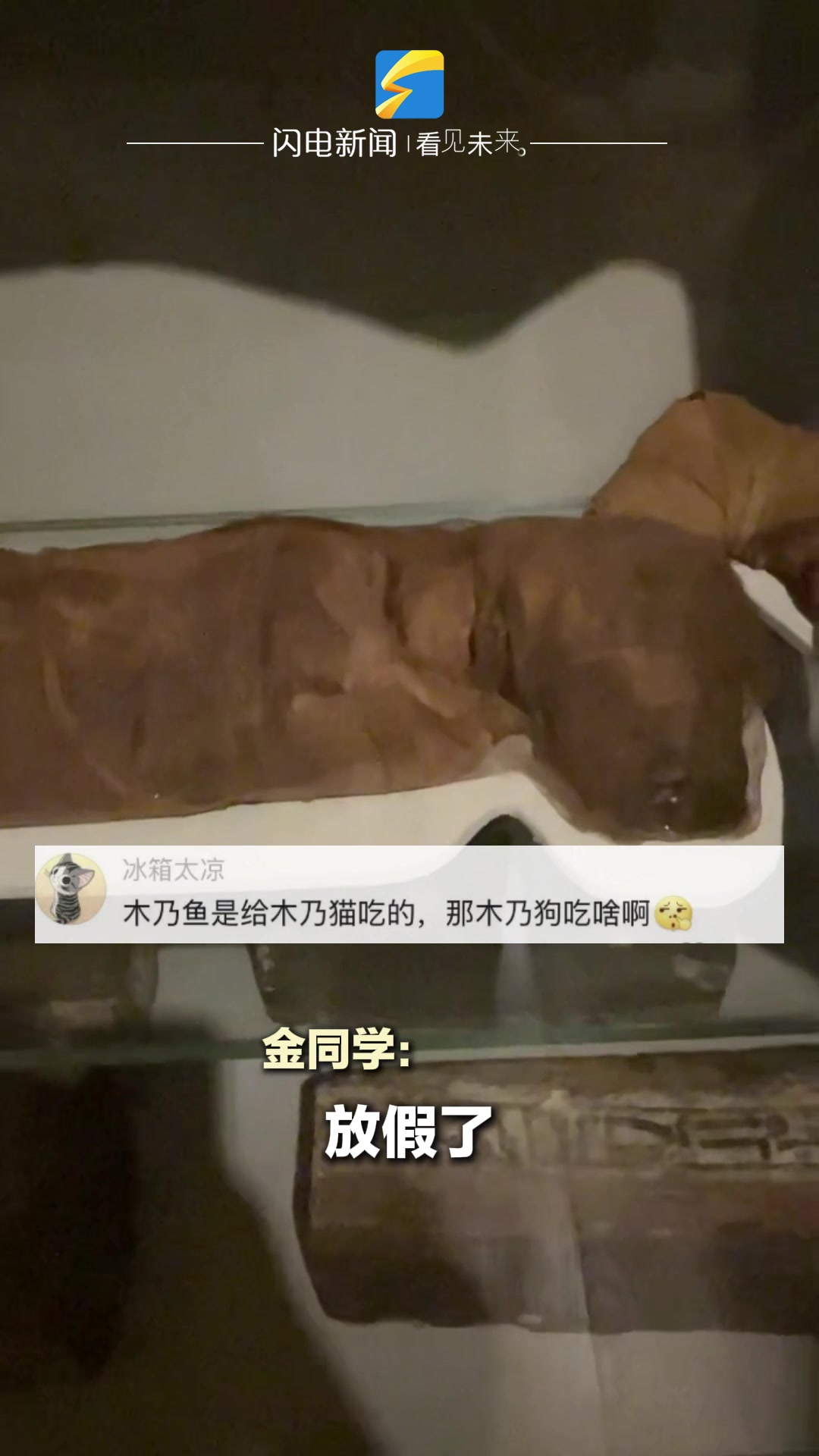 留学生探秘埃及博物馆 惊叹埃及除了有木乃伊还有木乃猫、木乃鱼