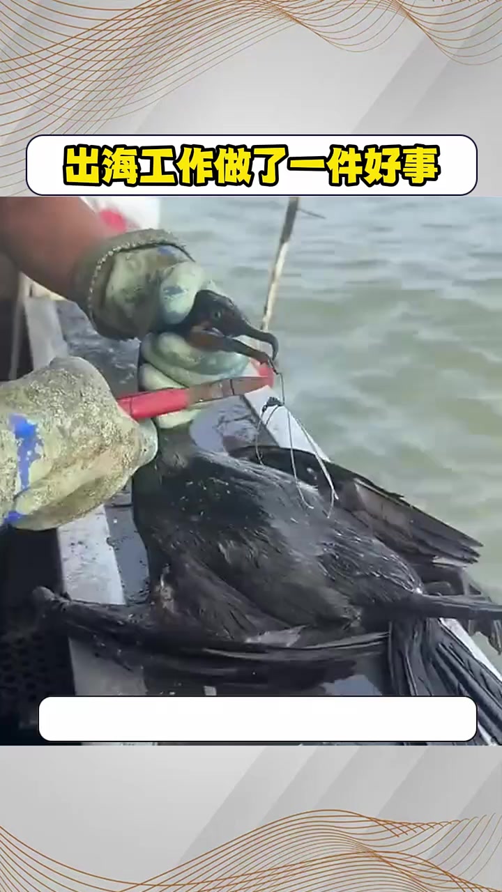 小哥出海工作却做了一件好事、解救一只小生命被被鱼线困住的鸟  野生动物 青春狂欢节