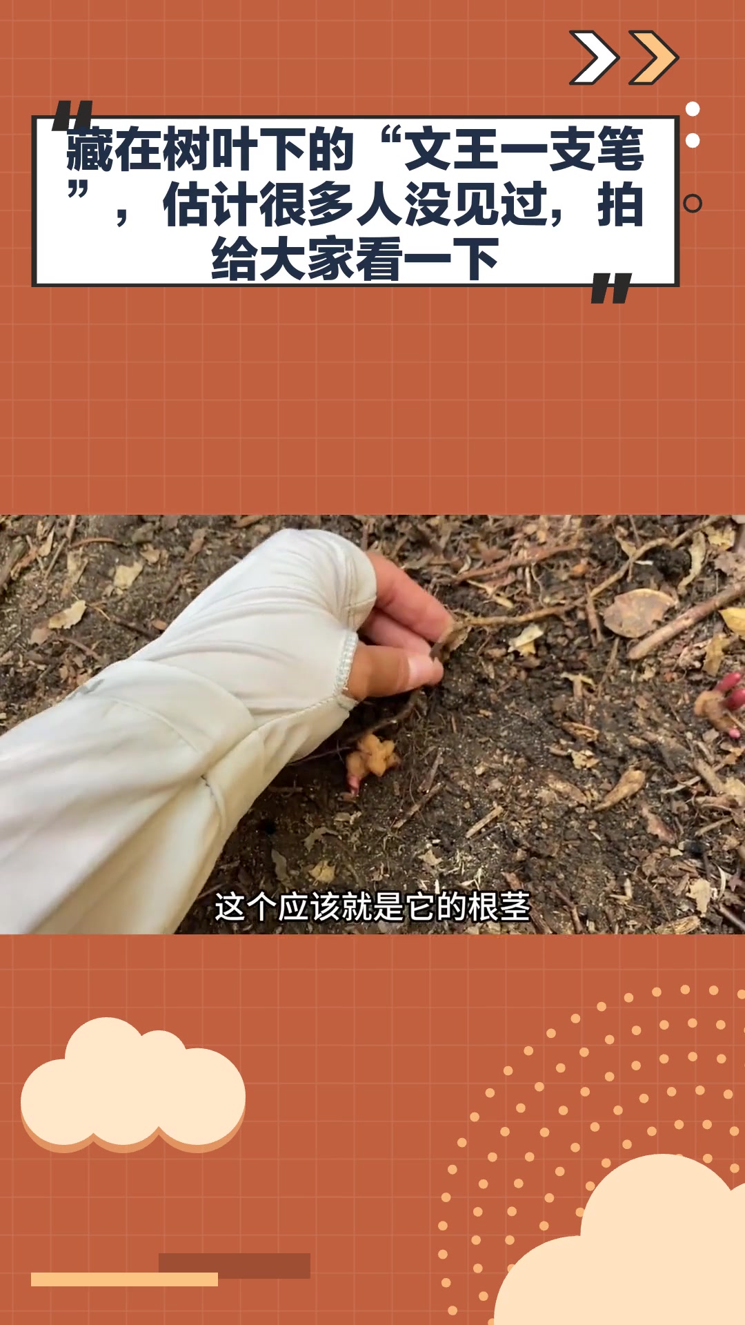 藏在树叶下的“文王一支笔”,估计很多人没见过,拍给大家看一下