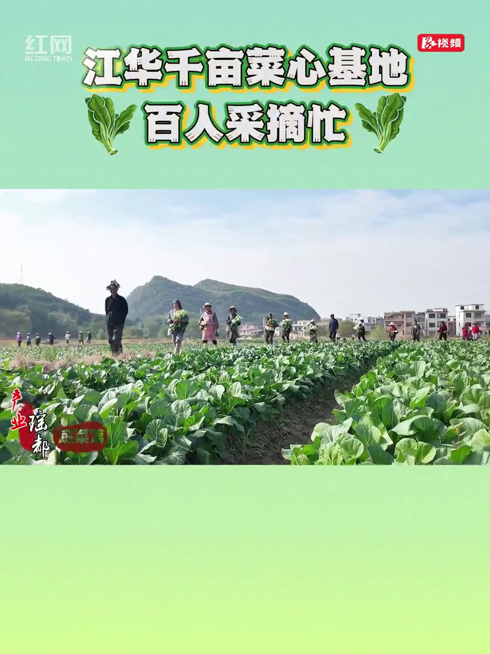 江华:小菜心 大收益