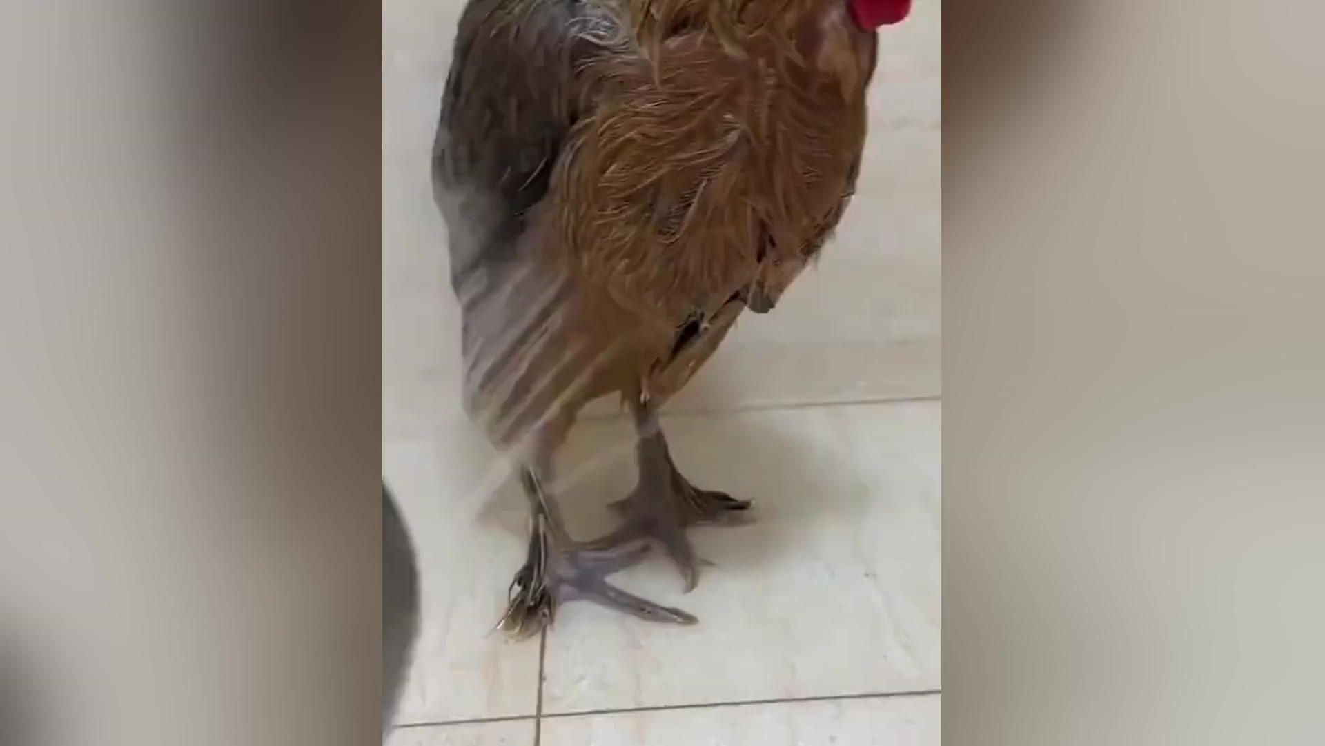 女生把鸡当宠物细心照顾 不但能下蛋还能打扫地面