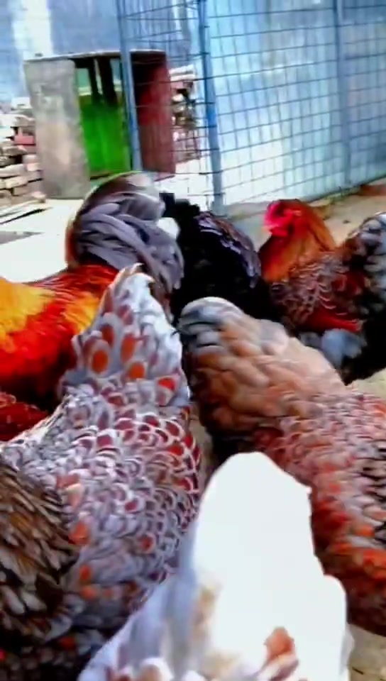 怀特鱼鳞观赏鸡、鸡苗、种蛋