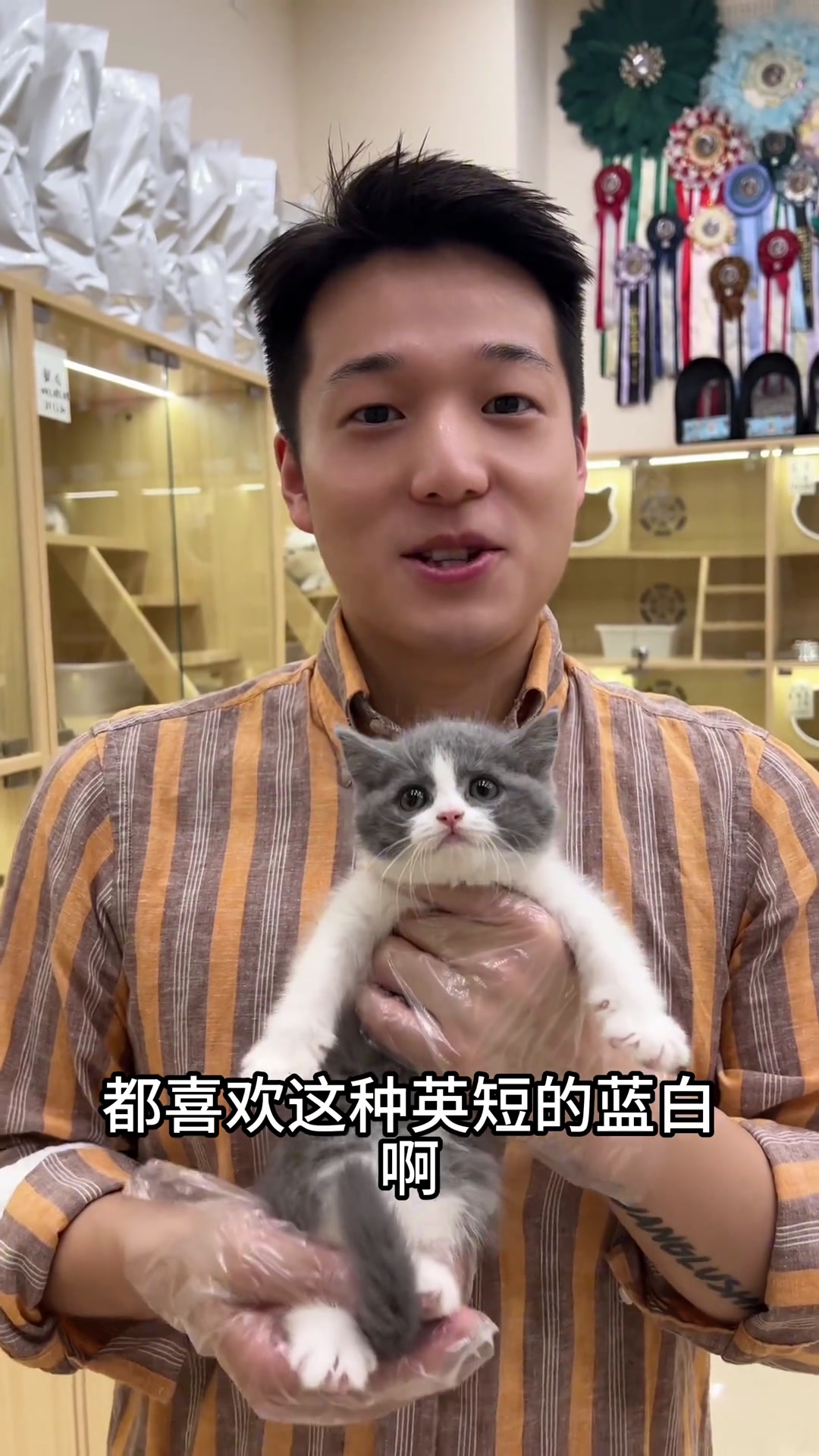英短蓝白,正开脸,性格好,买猫怕被骗,找我们就对了 新手养猫