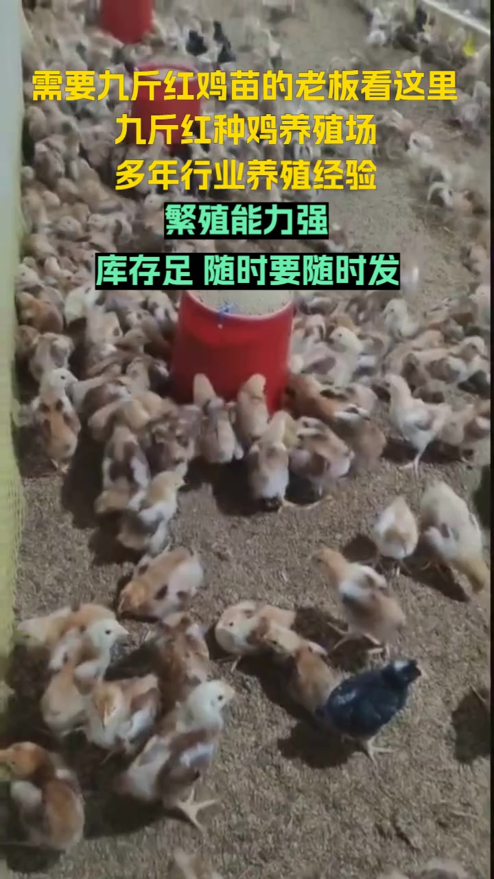 济宁市兖州区九斤红种鸡场,多年专注红玉鸡苗,经验丰富。选择大