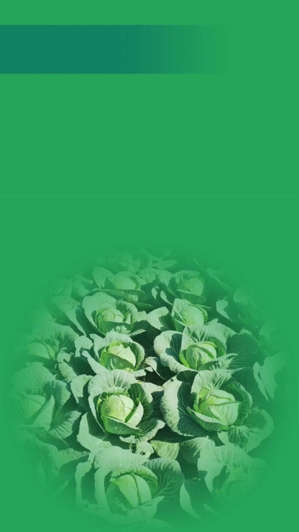 蔬菜长廊里的产业振兴故事