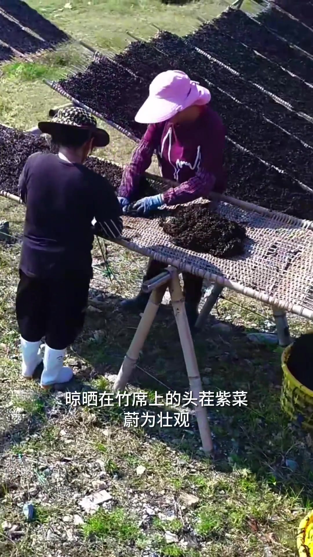 丰收啦!紫菜田把整个海岸勾画成墨色