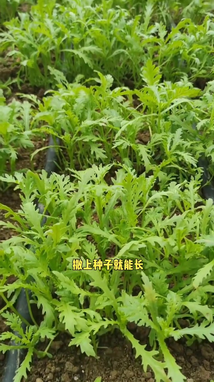 茼蒿种植多茬采收好管理