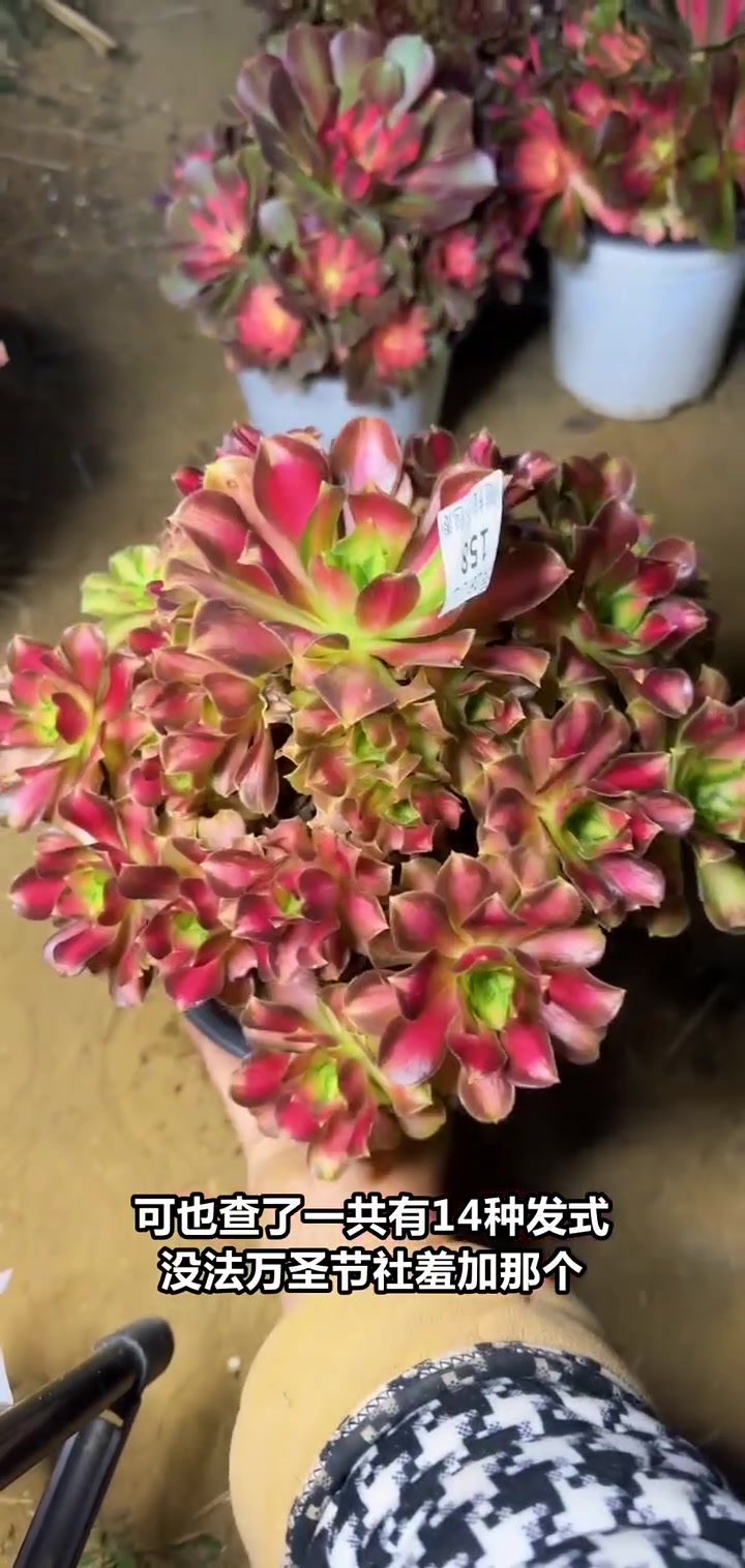 多肉植物养护分享,揭秘14种法师品种,快来直播间了解!