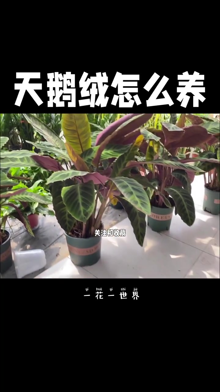 天鹅绒竹芋怎么养 记住这几点 不怕叶子立不起来 花卉绿植 分享家庭养花小常识