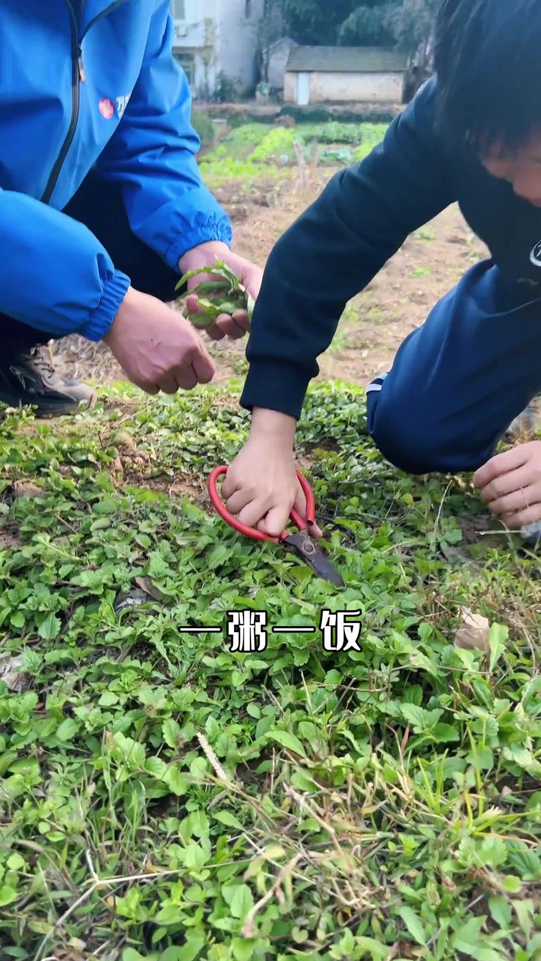 大家读过《挖荠菜》这篇文章吗?带儿子体验下挖荠菜!