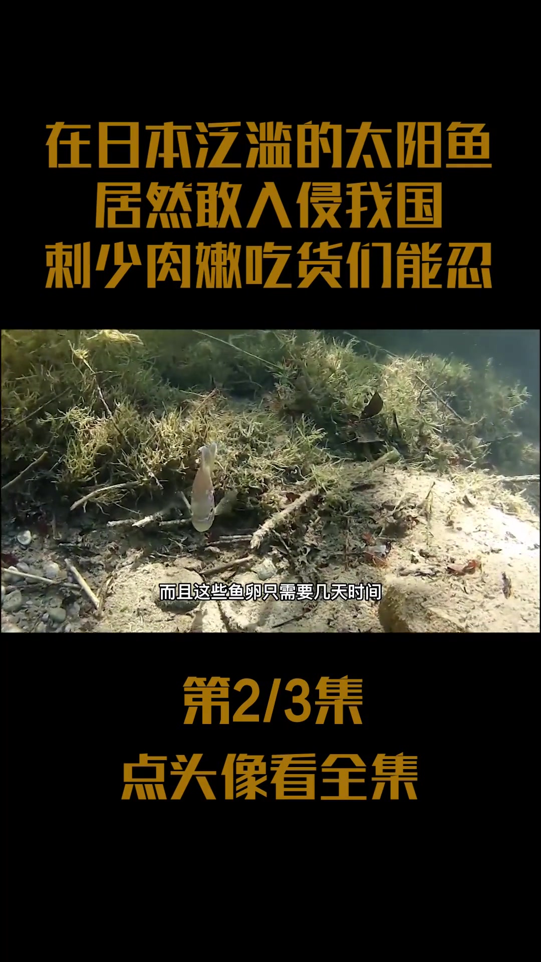 在日本泛滥的太阳鱼,居然敢入侵我国