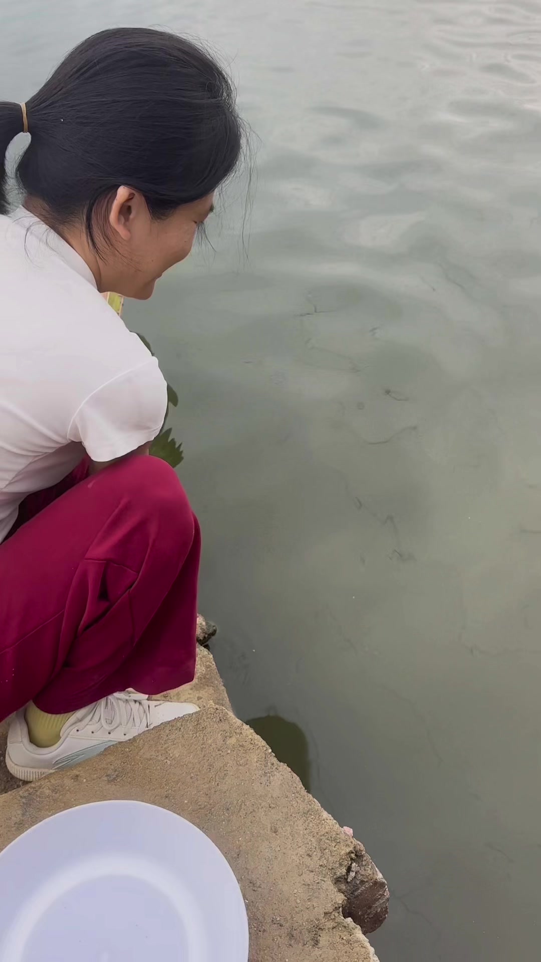 杂交青宝路罗非鱼鱼苗