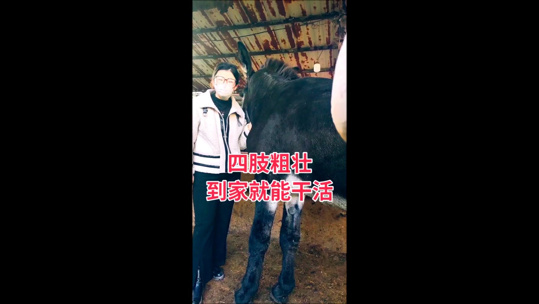 广西哪里有种公驴