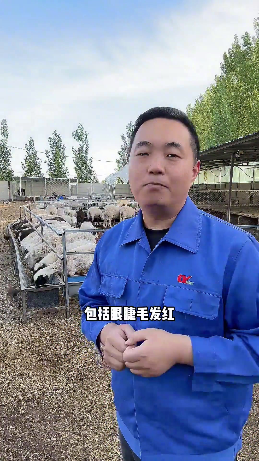 农村创业养殖 羊酸中毒怎么办?