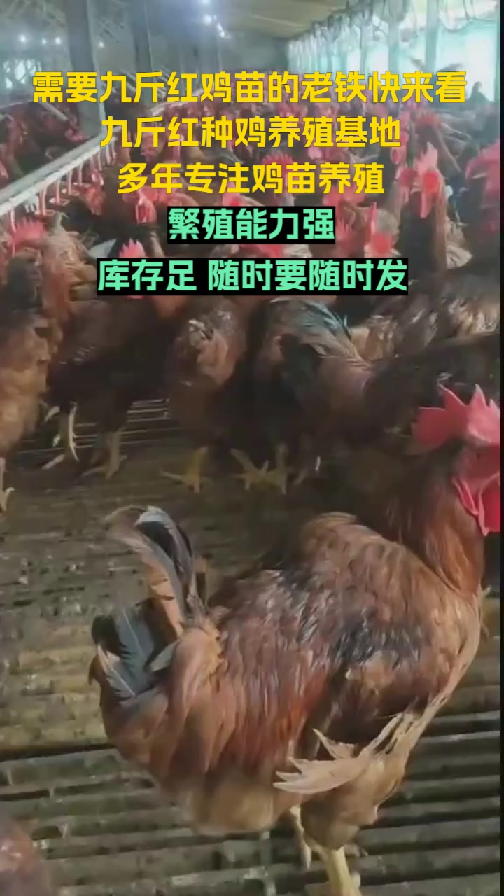 济宁市兖州区九斤红种鸡场,专业养殖红玉鸡苗,提供健康优质的鸡