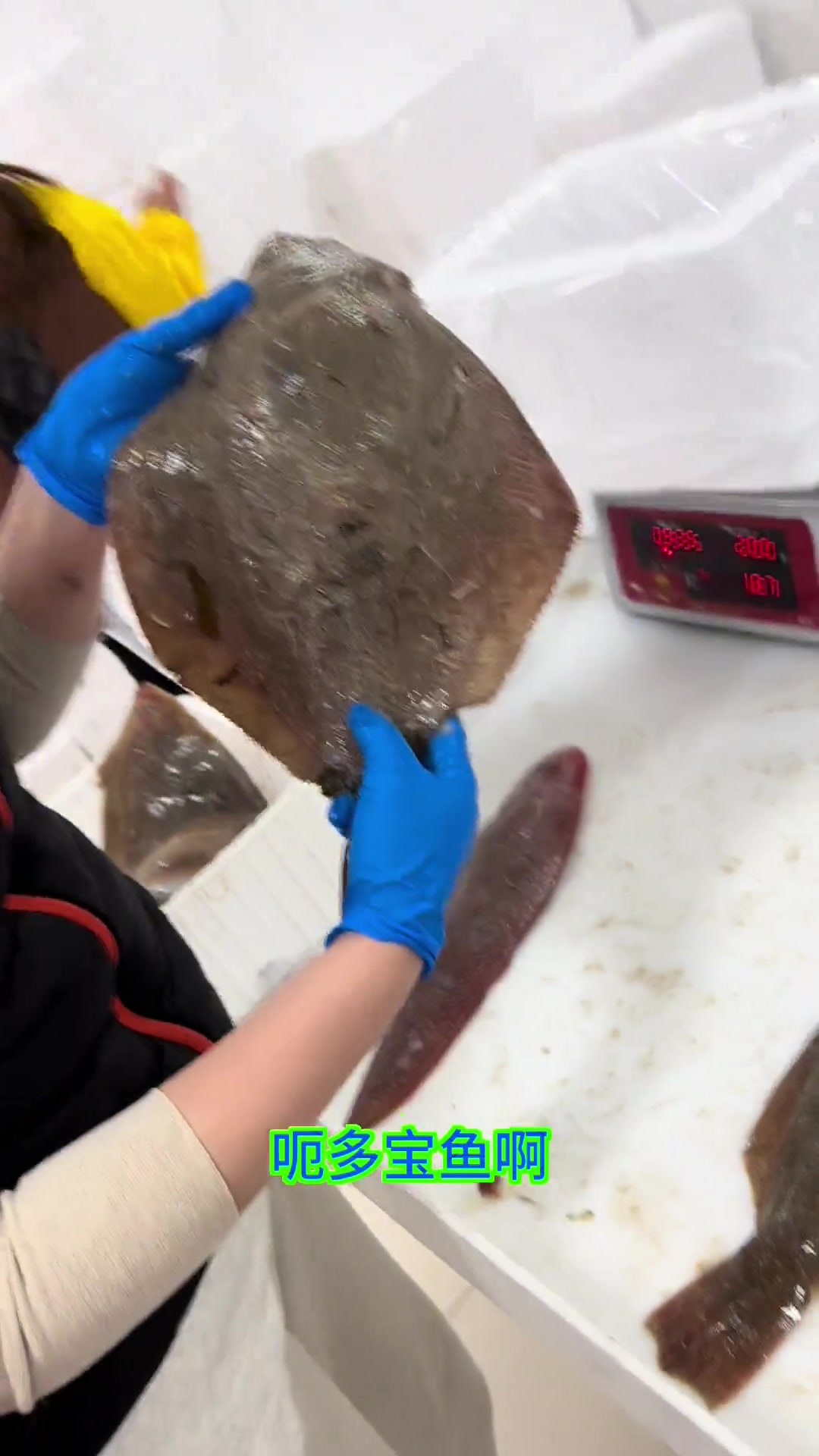 扁扁鱼科普小教堂