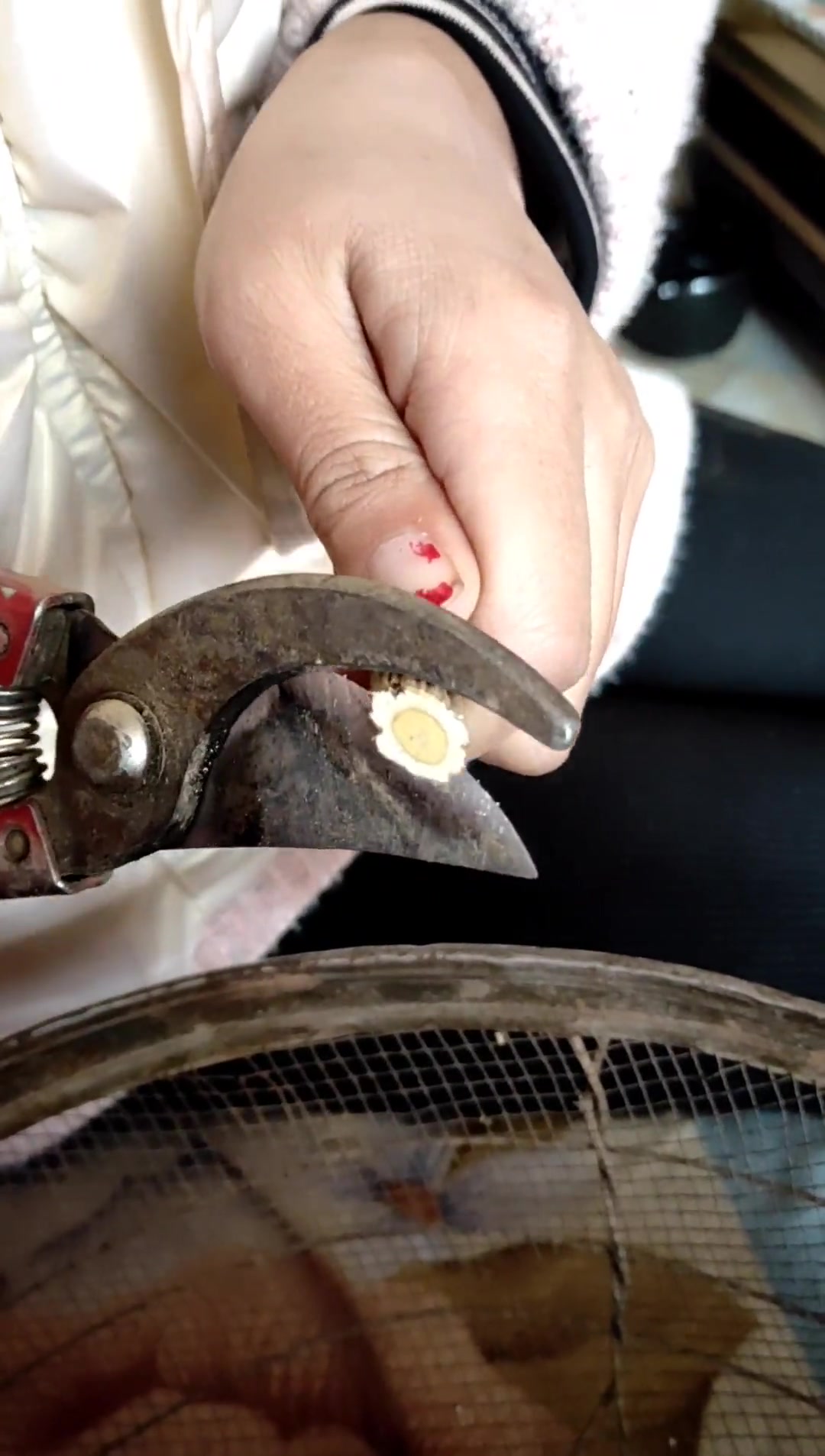 甘肃岷县野生黄芪