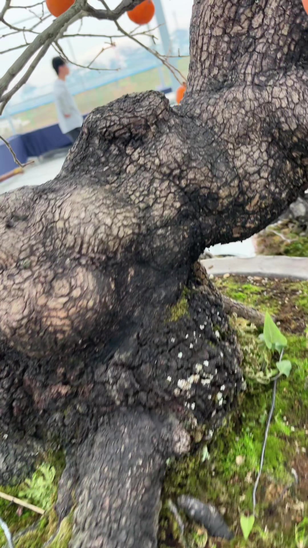 家养柿子树,事事都如意哦#盆景艺术
