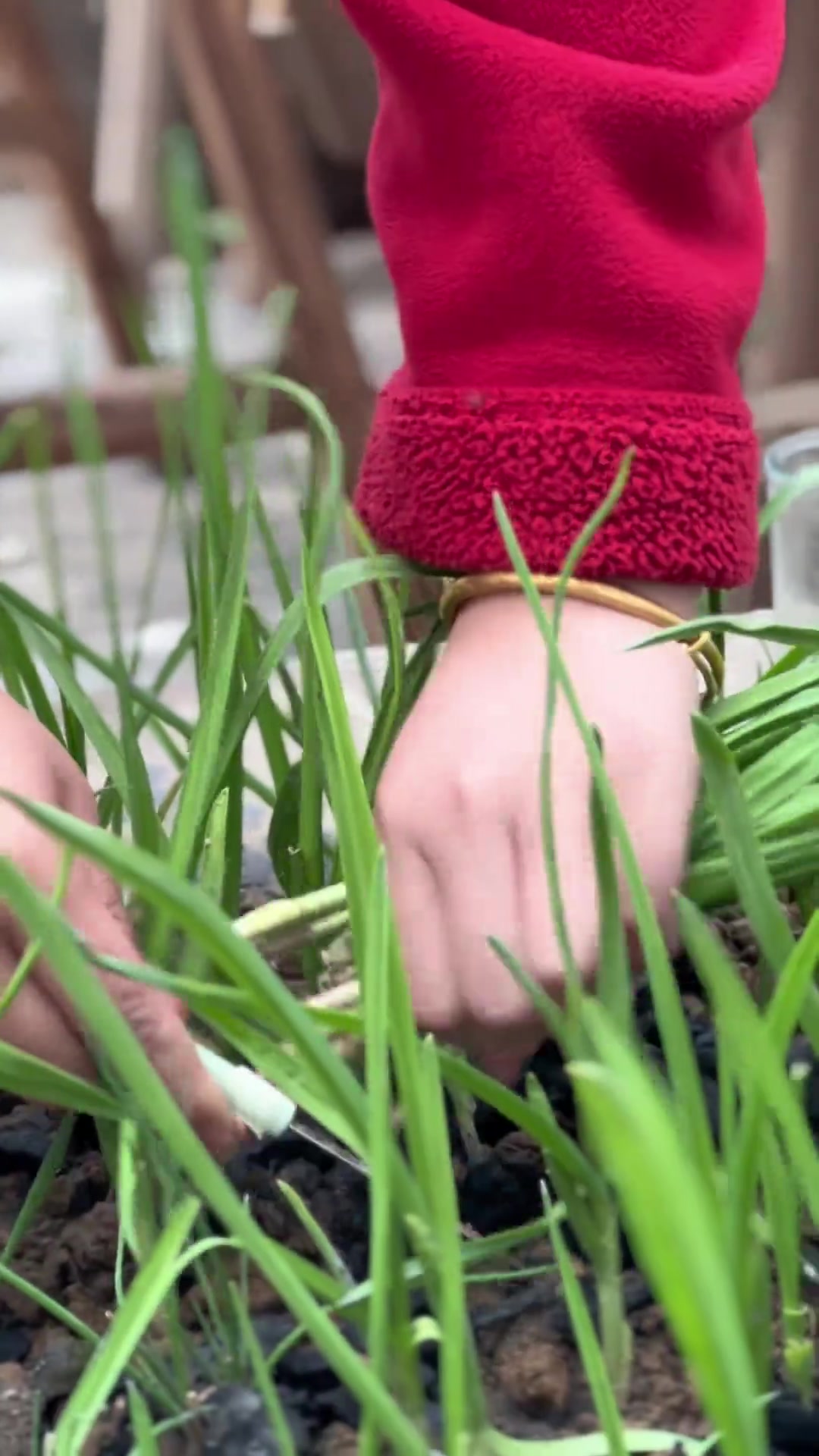 冬笋炒腊肉赣南名菜 多做一步 笋香腊肉不油腻 鲜香美味