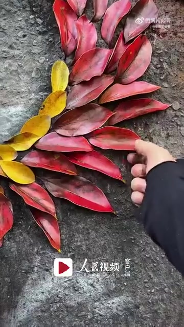 近日,重庆。一青年用收集来的蔬菜拼成画,描绘了唐僧西行之路的故事。他用花菜、生姜、金针菇等