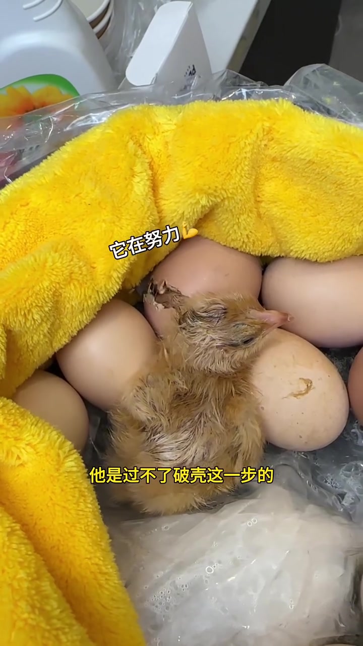 用电饭锅孵小鸡～怎么办!情况岌岌可危!孵小鸡 孵蛋 人工孵化