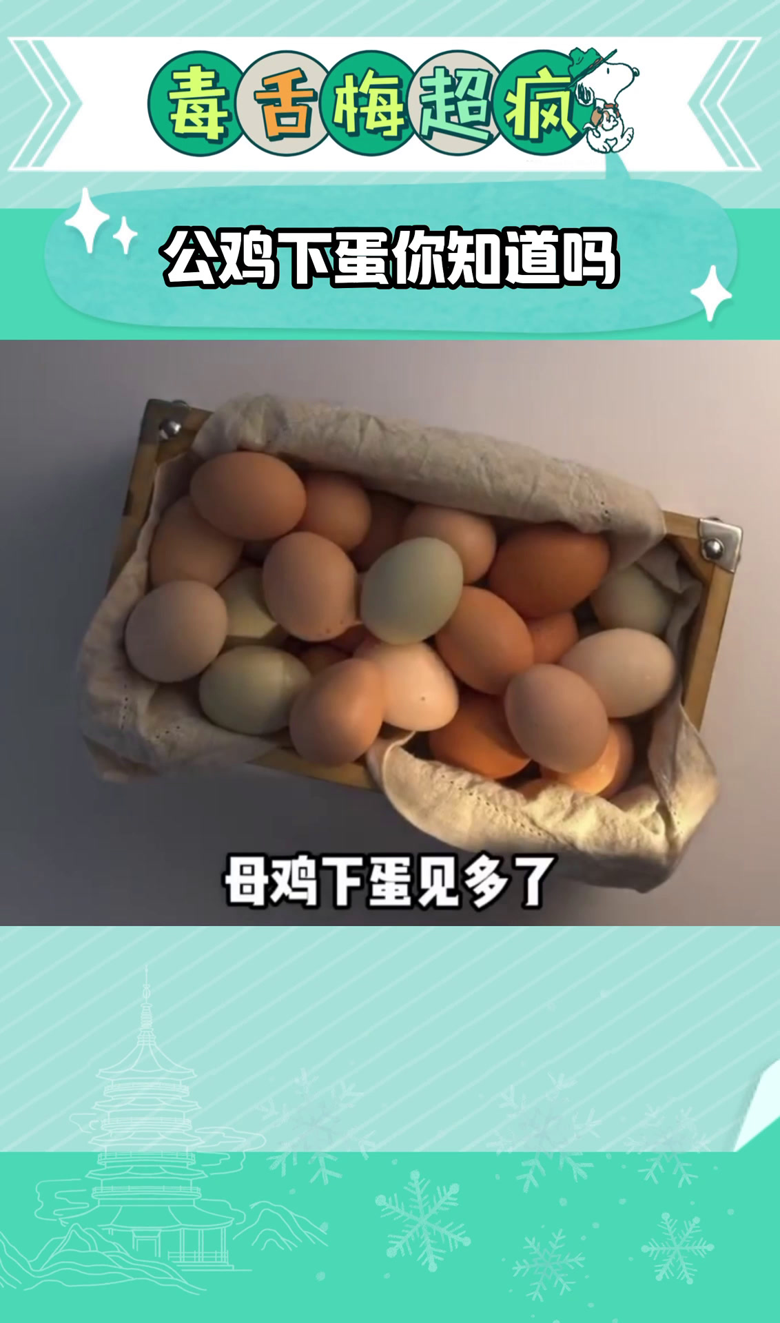 公鸡下蛋你知道吗