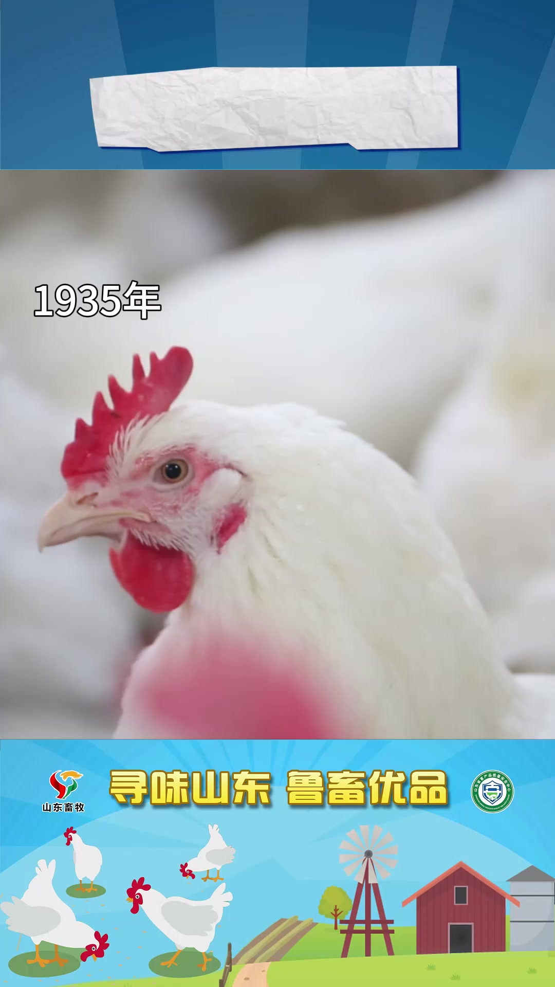 白羽肉鸡那些事儿(3)生来就是大块头吗?