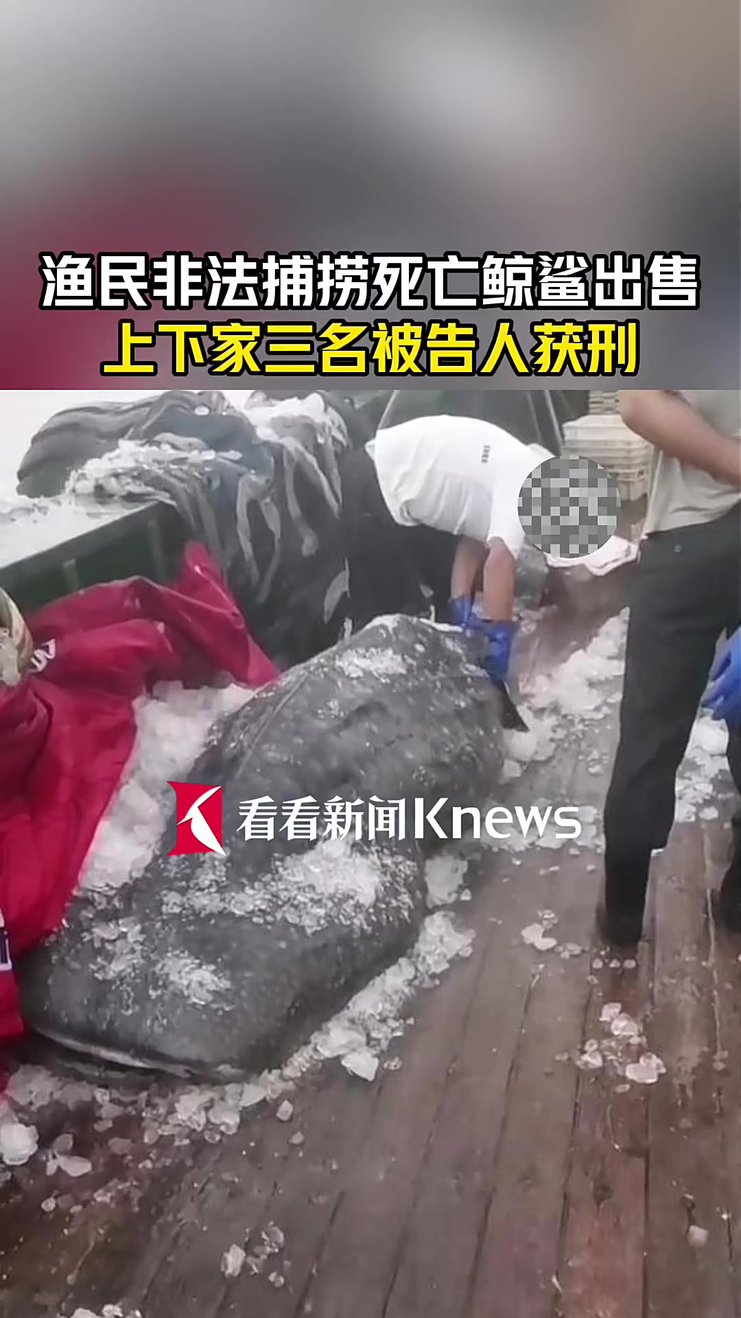 渔民非法捕捞死亡鲸鲨出售 买家和卖家皆获刑