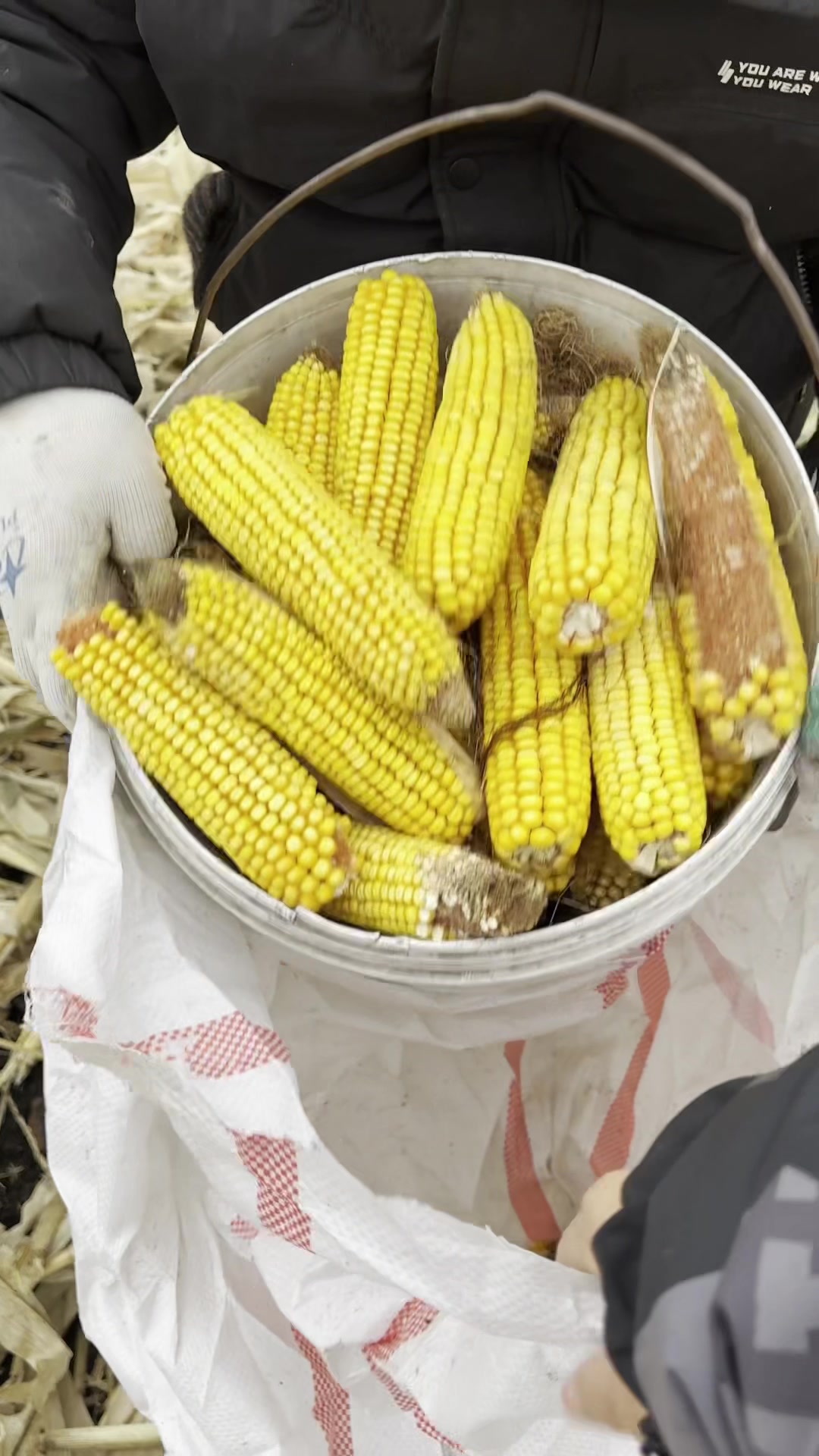 - 大早三叔就拉我上地去捡玉米,捡点玉米就够小鸡吃的了