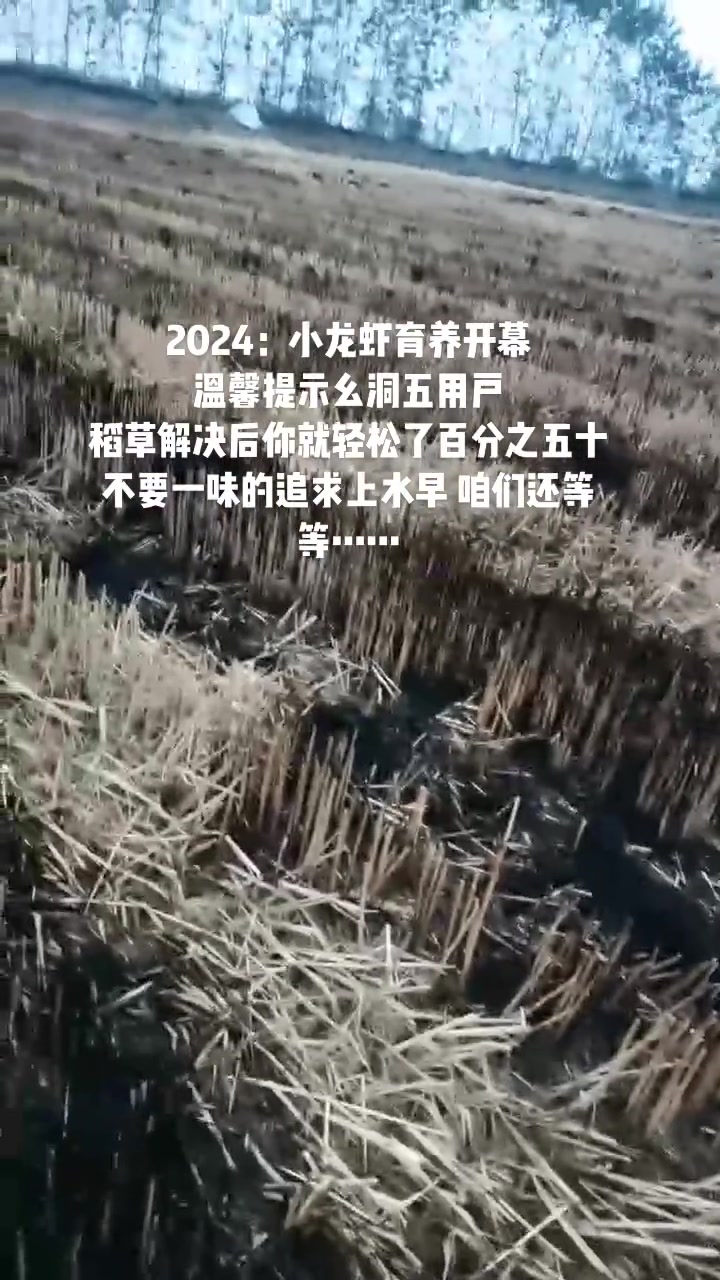 稻草出田后 你会发现 苗比较齐整,开春的返青虾比有稻草的虾塘多很多